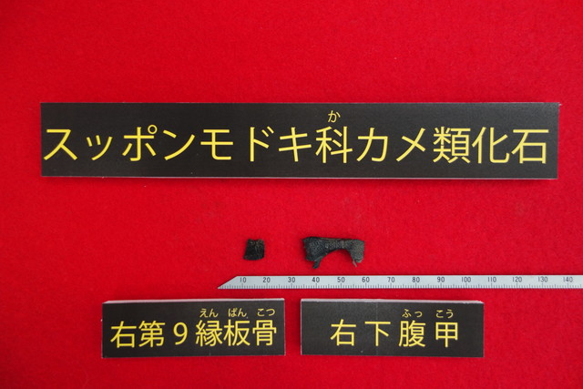 徳島県勝浦町で発見された日本最古のスッポンモドキ科カメ類化石