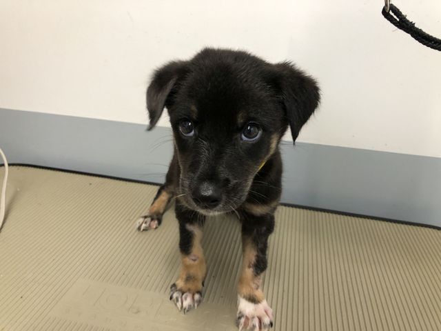 子犬が高知県の方に県外譲渡されました 助けられる命を新しい飼い主へ 命のバトン活動