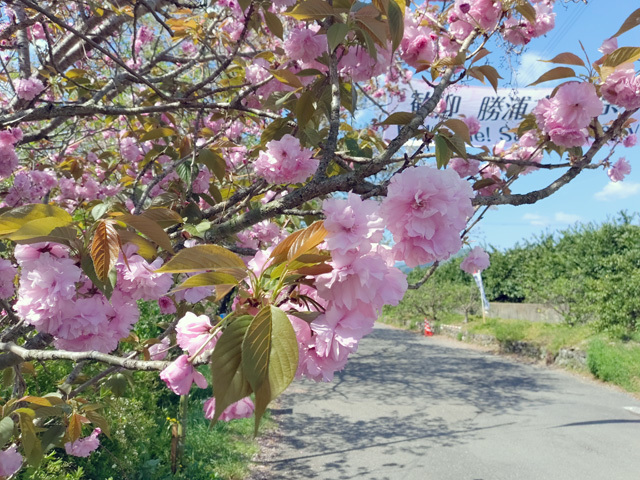 sakura.jpg