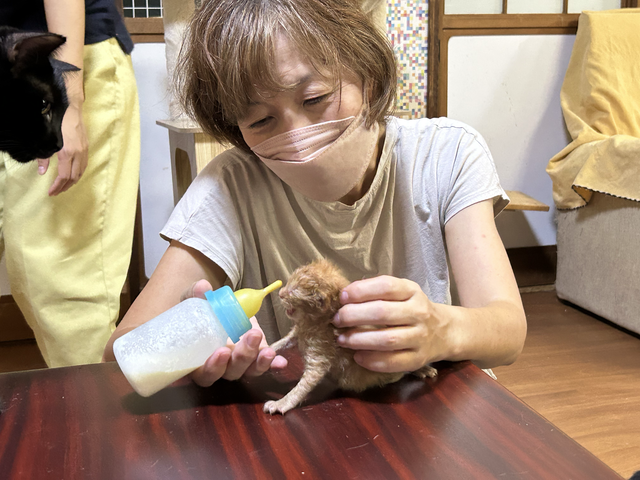 直営店に限定 幼い犬猫を救うミルクボランティアを支援し不幸な命を減らしたい ハンドケア・ハンドクリーム