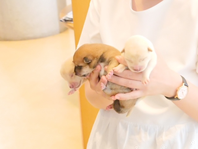 贅沢 幼い犬猫を救うミルクボランティアを支援し不幸な命を減らしたい ハンドケア・ハンドクリーム