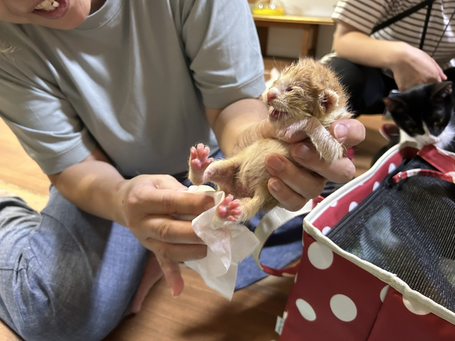 安価 幼い犬猫を救うミルクボランティアを支援し不幸な命を減らしたい ハンドケア・ハンドクリーム
