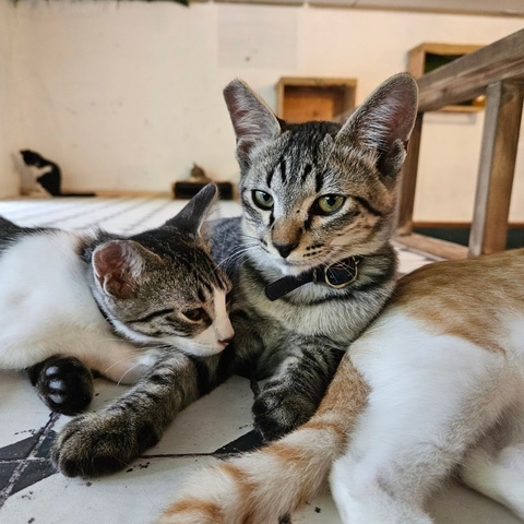 仲良し猫たち.jpg