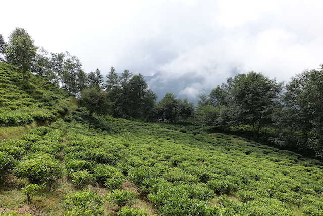 ブジュン村の茶畑