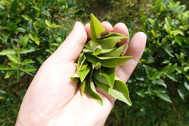 徳島大学の学生が摘んだブジュン茶の葉