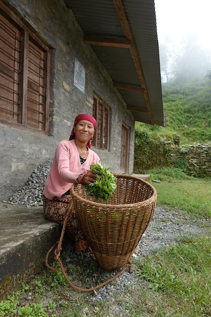 ブジュン村の茶畑で摘みたてのお茶の葉